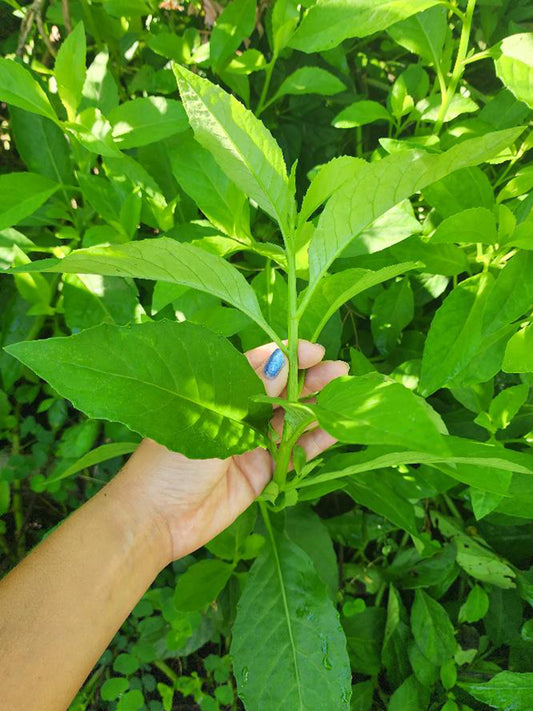 Longevity Spinach LIVE plant