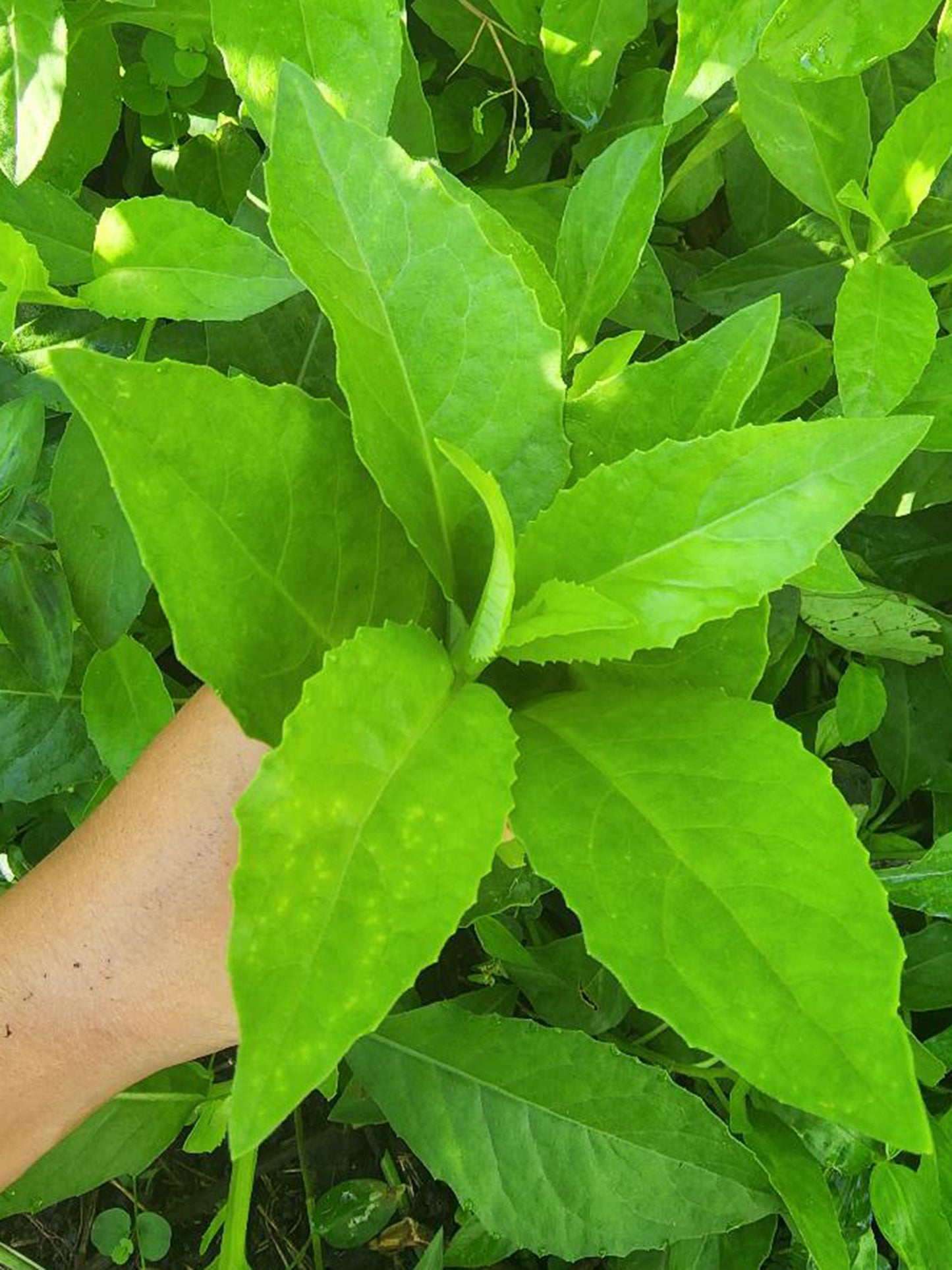 Longevity Spinach LIVE plant