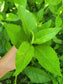 Longevity Spinach LIVE plant