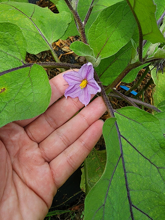 Long Ping Tung Eggplant