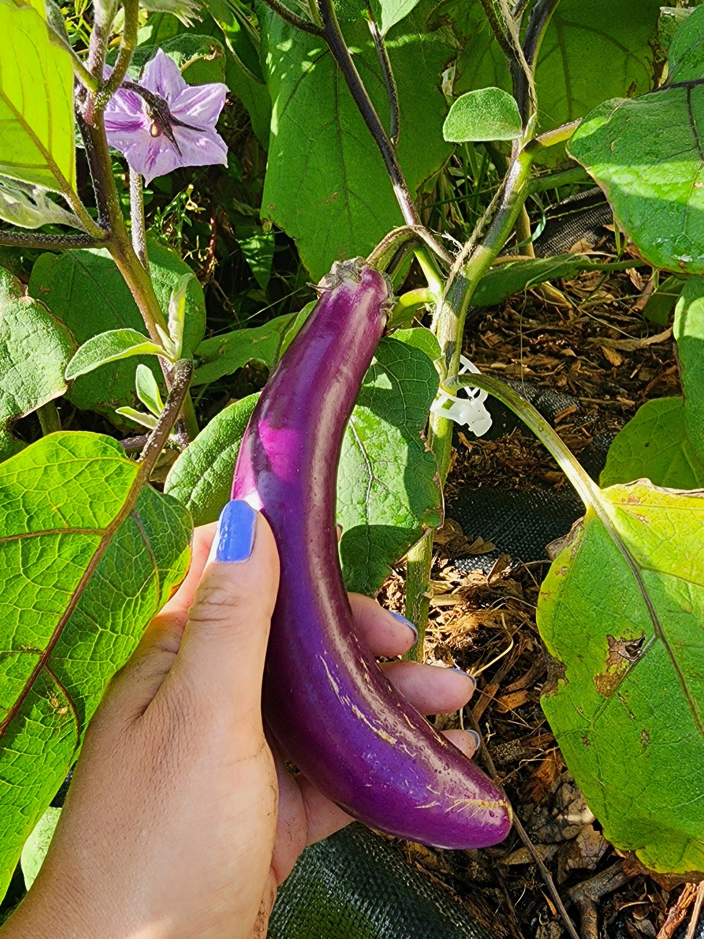 Long Ping Tung Eggplant