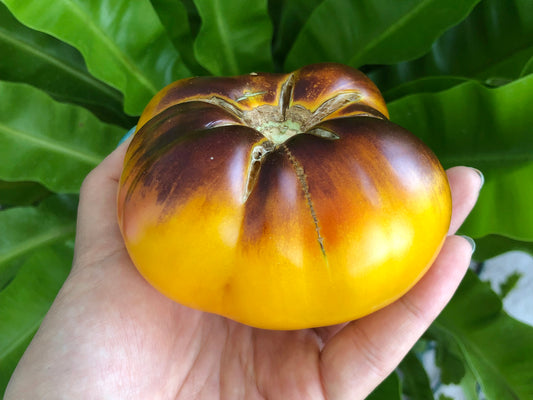 Lucid Gem Tomato