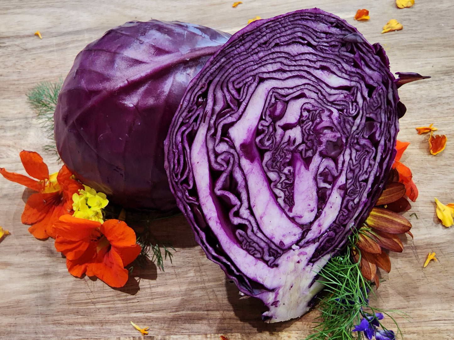 Mammoth Red Rock Red Cabbage Seeds