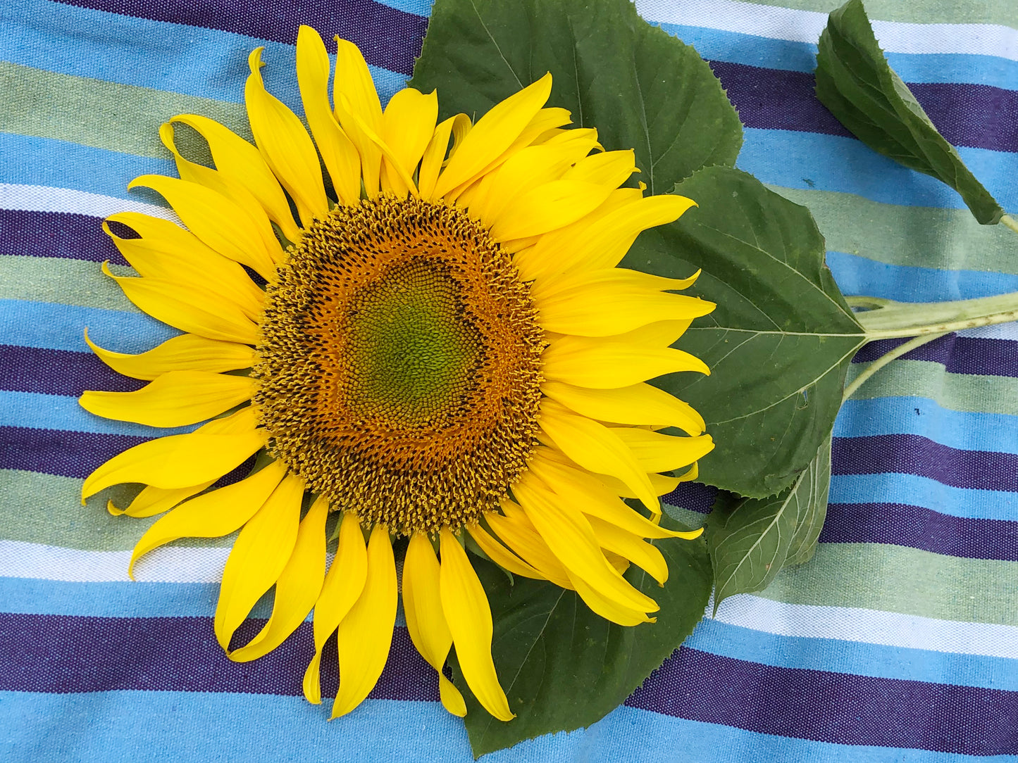 Mammoth Sunflower Seeds