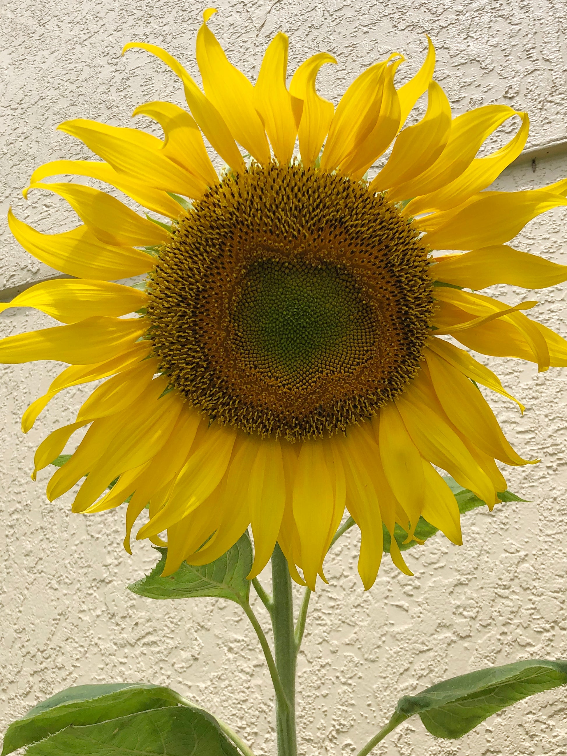 mammoth sunflower seeds to plant Mammoth Sunflower Seeds – Giant 12ft Yellow Blooms – Jerra's Garden