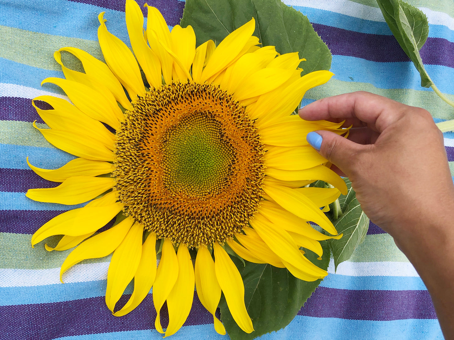 Mammoth Sunflower Seeds