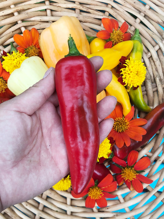 Marconi Red Italian Sweet Peppers