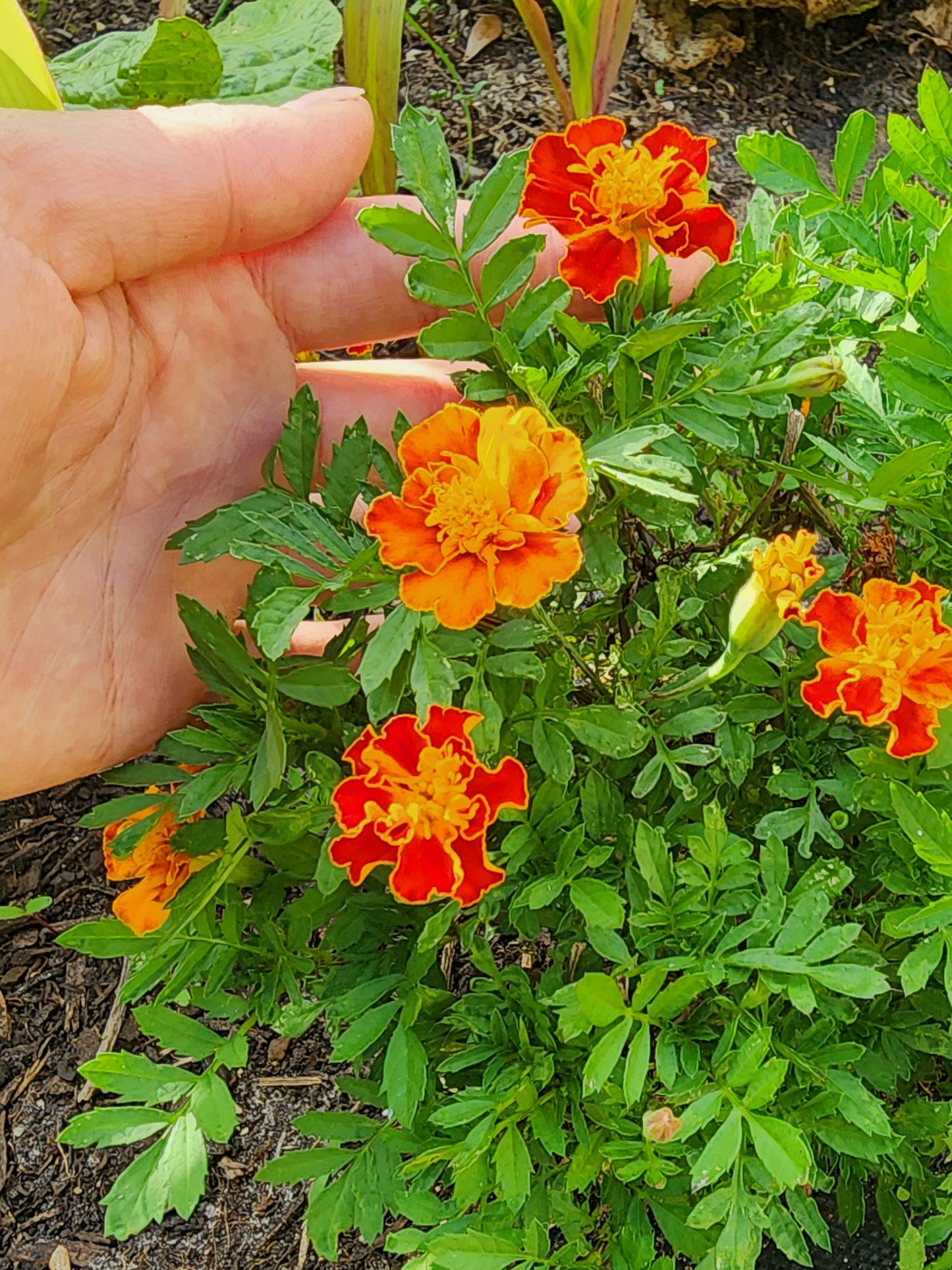 Petite Dwarf French Marigold Flower Seeds