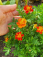 Petite Dwarf French Marigold Flower Seeds