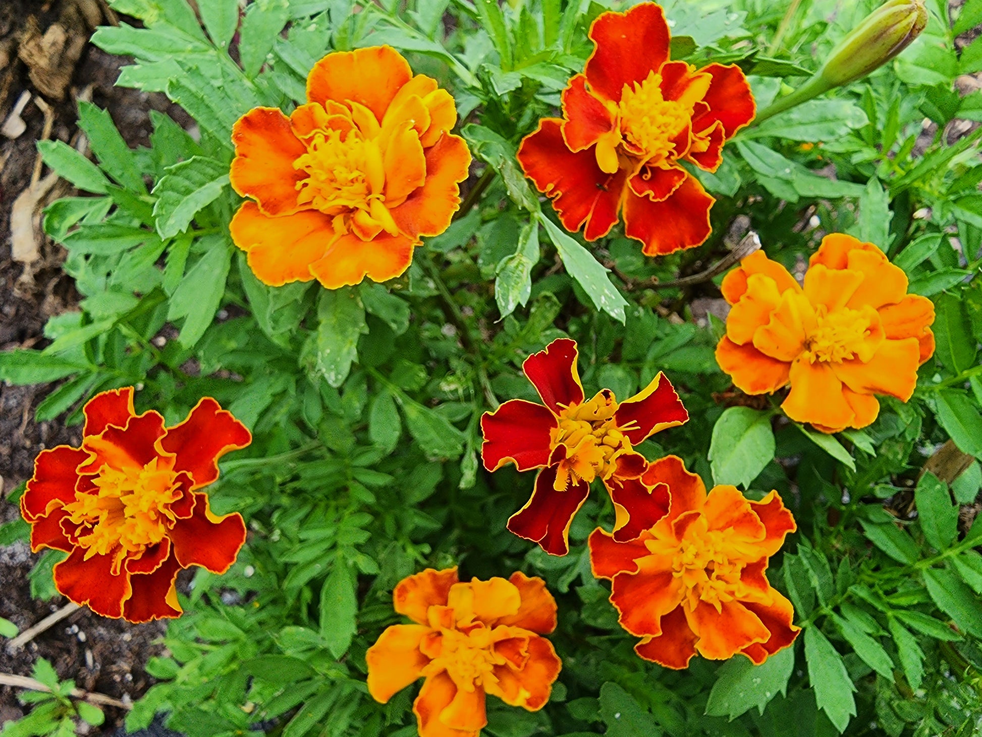 marigold seeds edible Petite Dwarf French Marigold Flower Seeds