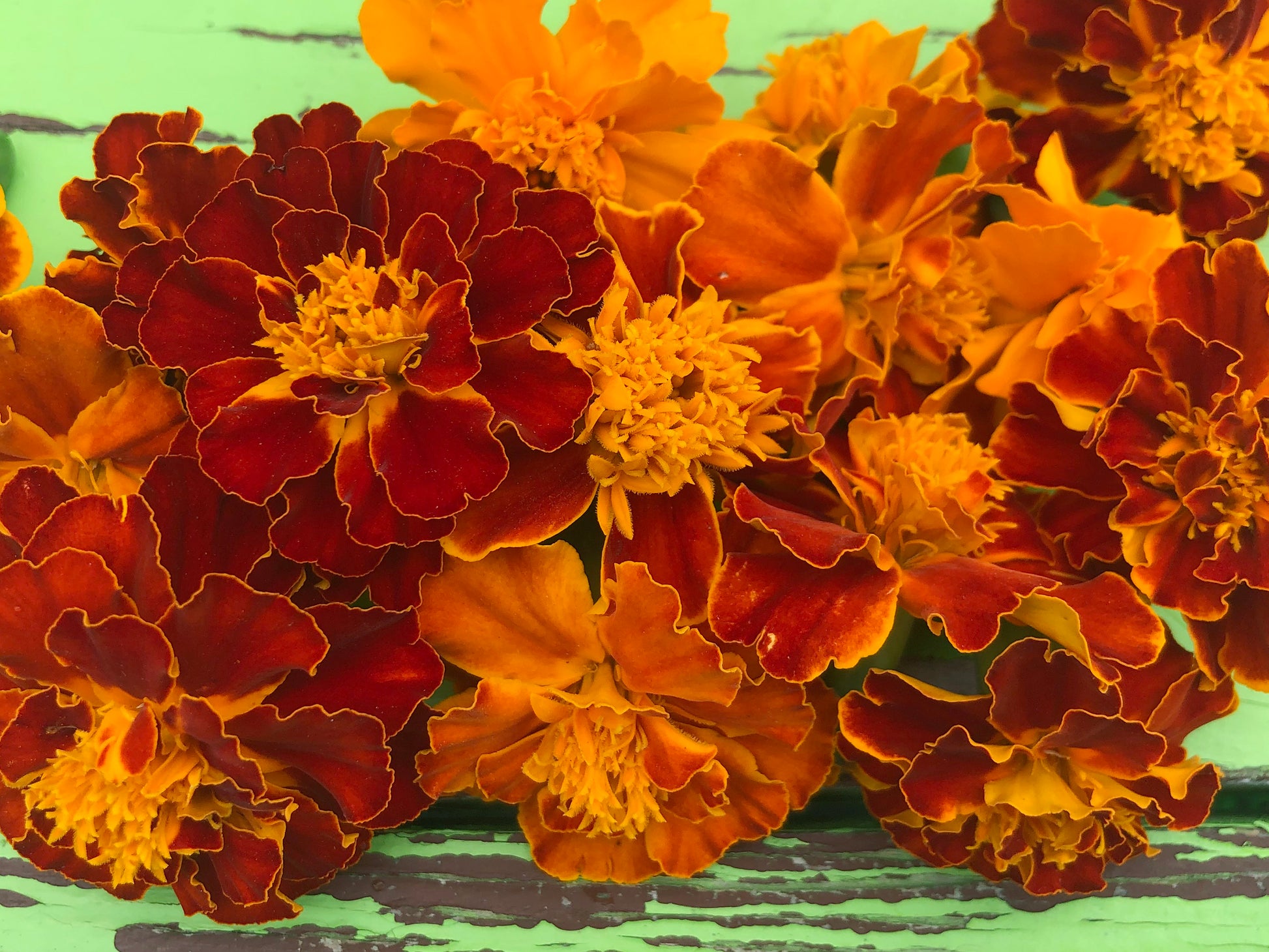 marigold french sparky seeds Sparky French Marigold Seeds – Pest-Repelling Blooms – Jerra's Garden