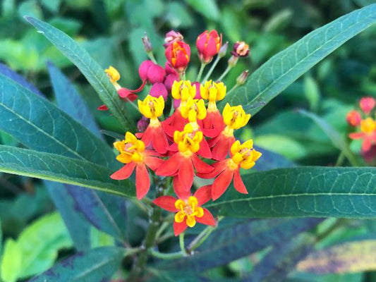 Tropical Butterfly Milkweed Flower Seeds - Monarch Butterfly Host Plant