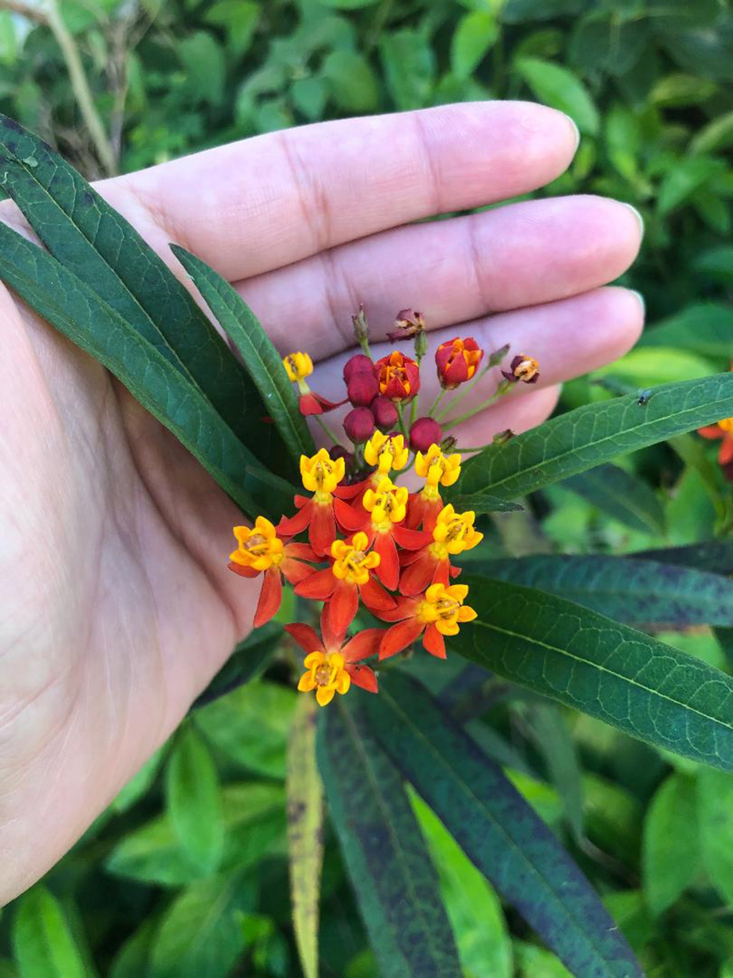 Tropical Butterfly Milkweed Flower Seeds - Monarch Butterfly Host Plant