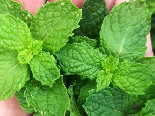 Common Mint or Spearmint Herb Seeds