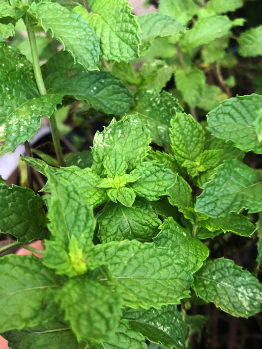 Common Mint or Spearmint Herb Seeds