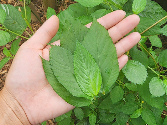 Molokhia Egyptian Spinach Seeds
