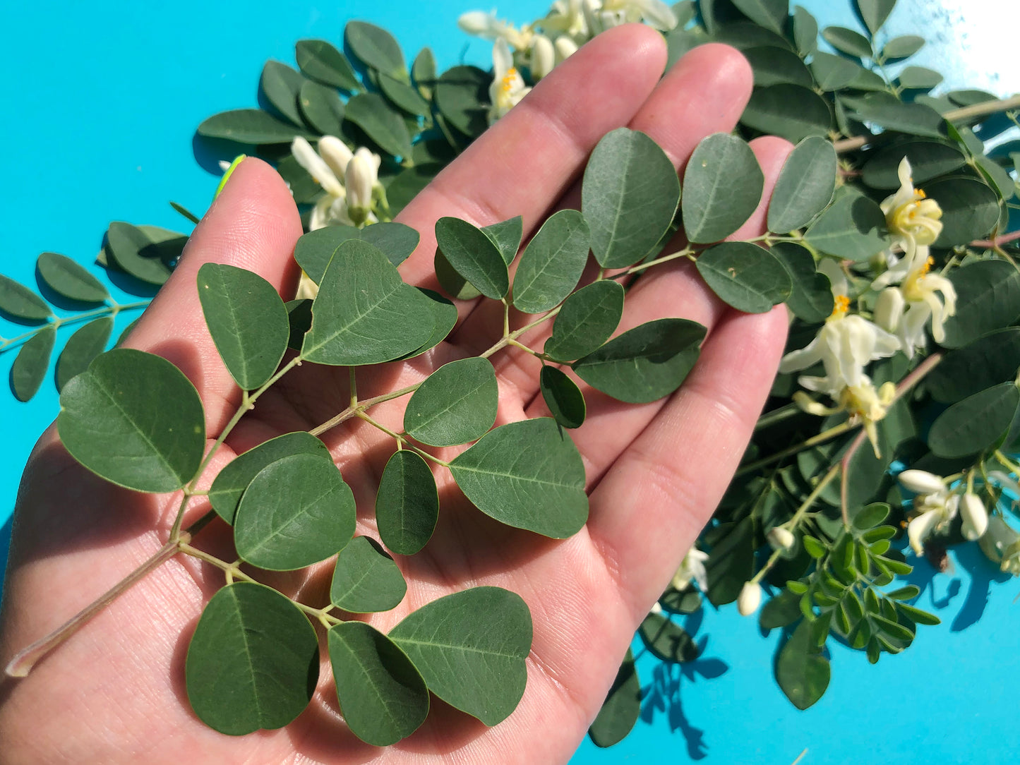Moringa Oleifera Seeds