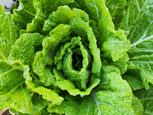 Matsushima No.2 Napa Cabbage Seeds