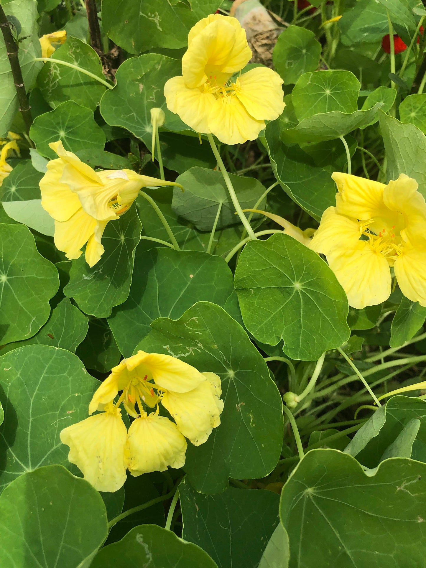 Jewel Mix Nasturtiums Flower Seeds