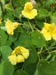 Jewel Mix Nasturtiums Flower Seeds