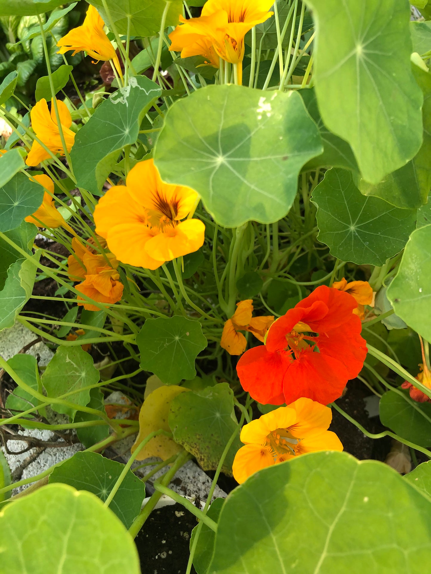 Jewel Mix Nasturtiums Flower Seeds