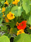 Jewel Mix Nasturtiums Flower Seeds