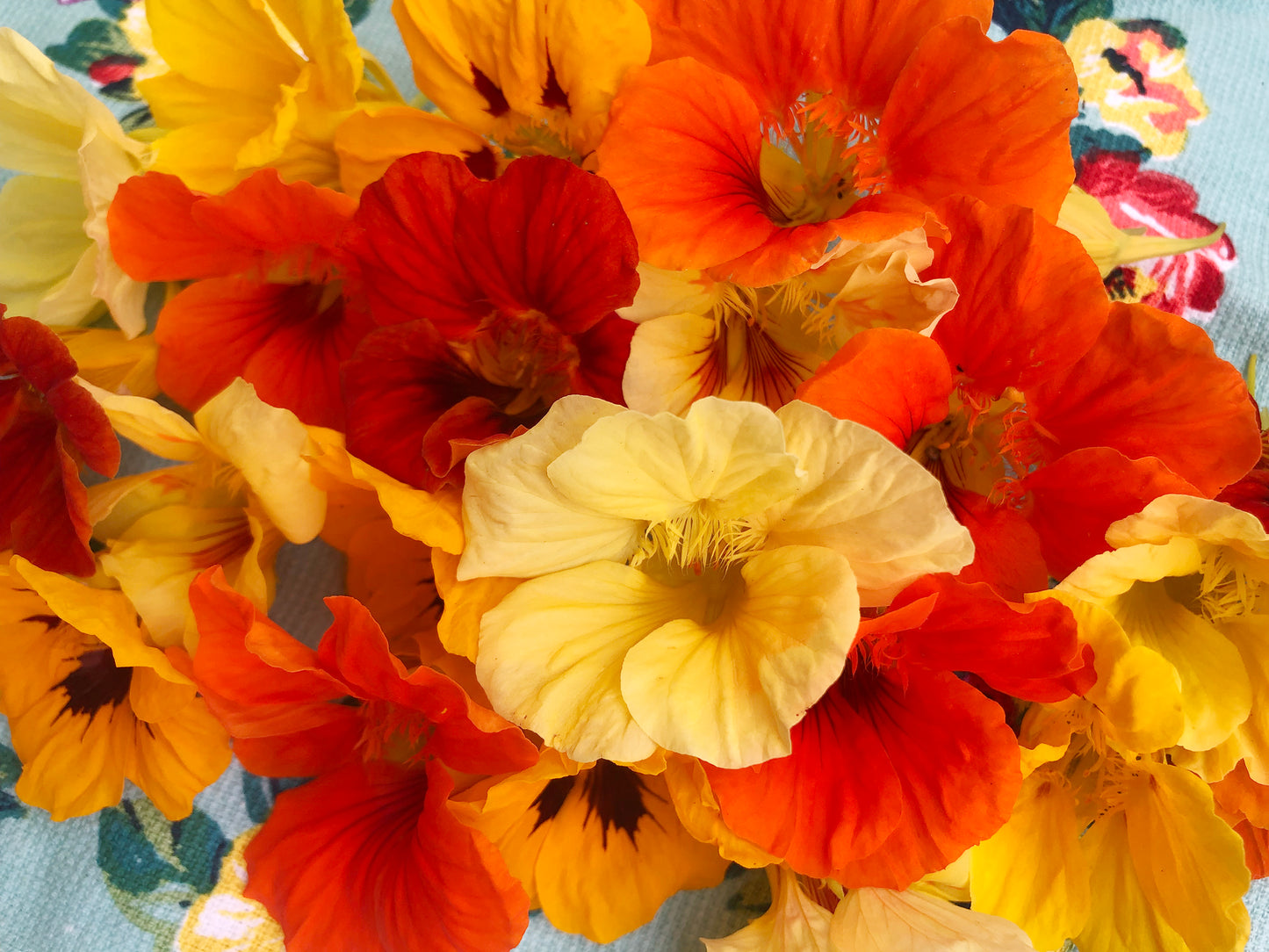 Jewel Mix Nasturtiums Flower Seeds