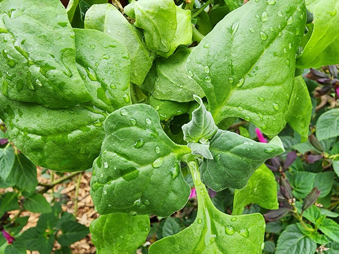 New Zealand Spinach Seeds