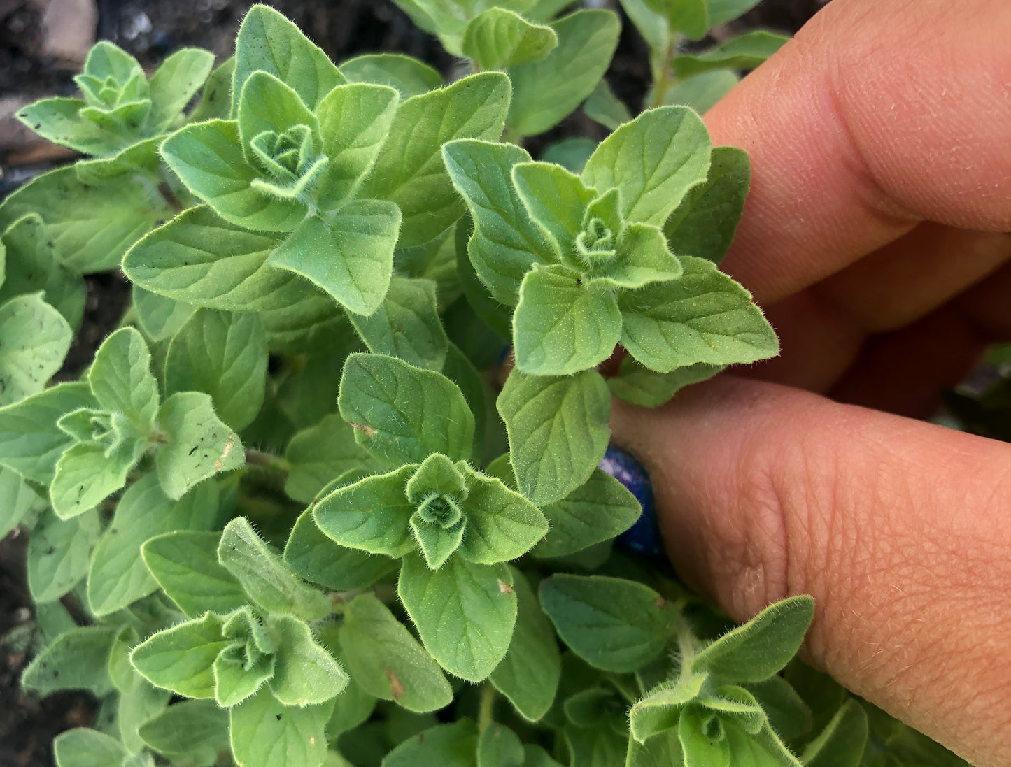 Italian Oregano Herb Garden Seeds