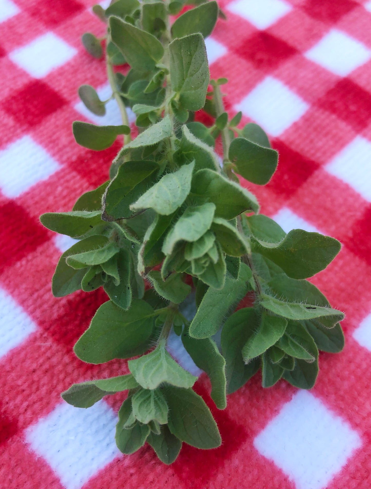 Italian Oregano Herb Garden Seeds