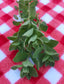 Italian Oregano Herb Garden Seeds