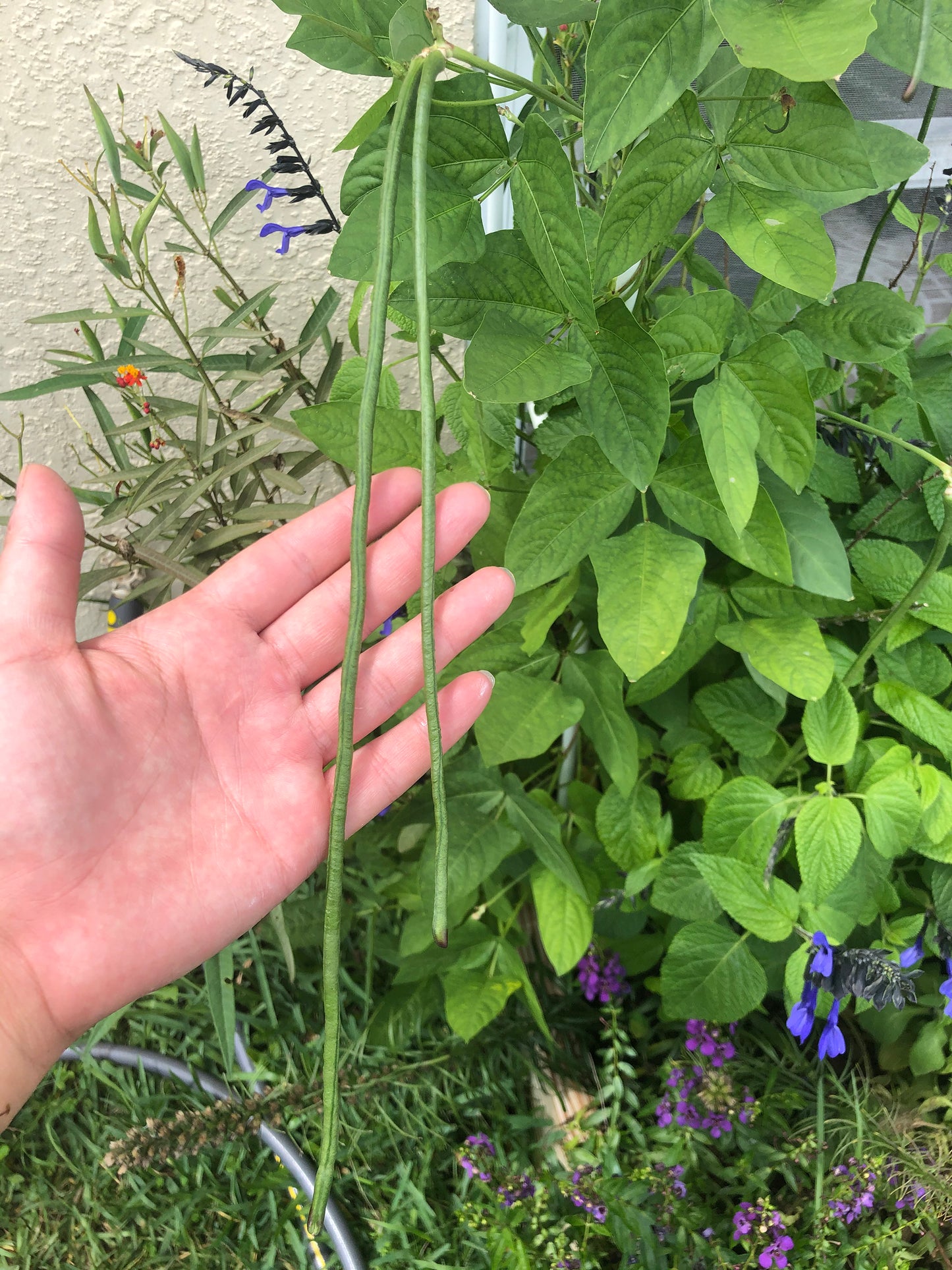Dark Green Yard Long Bean Seeds