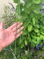 Dark Green Yard Long Bean Seeds