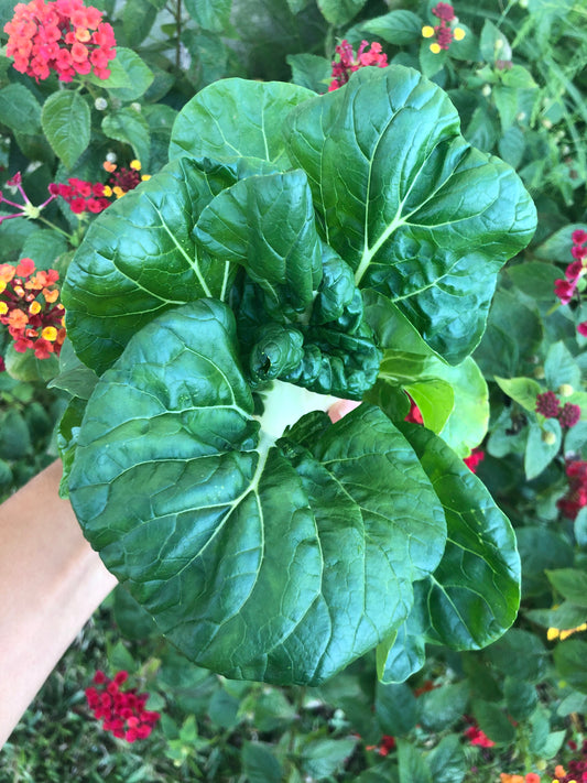 Canton Bok Choy Seeds