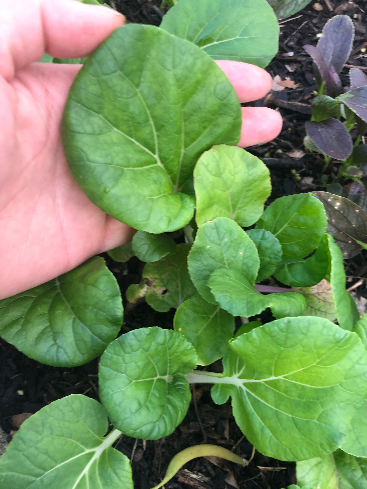 Canton Bok Choy Seeds
