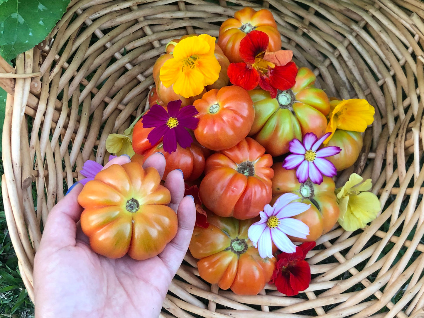 Paros Fluted Greek Tomato
