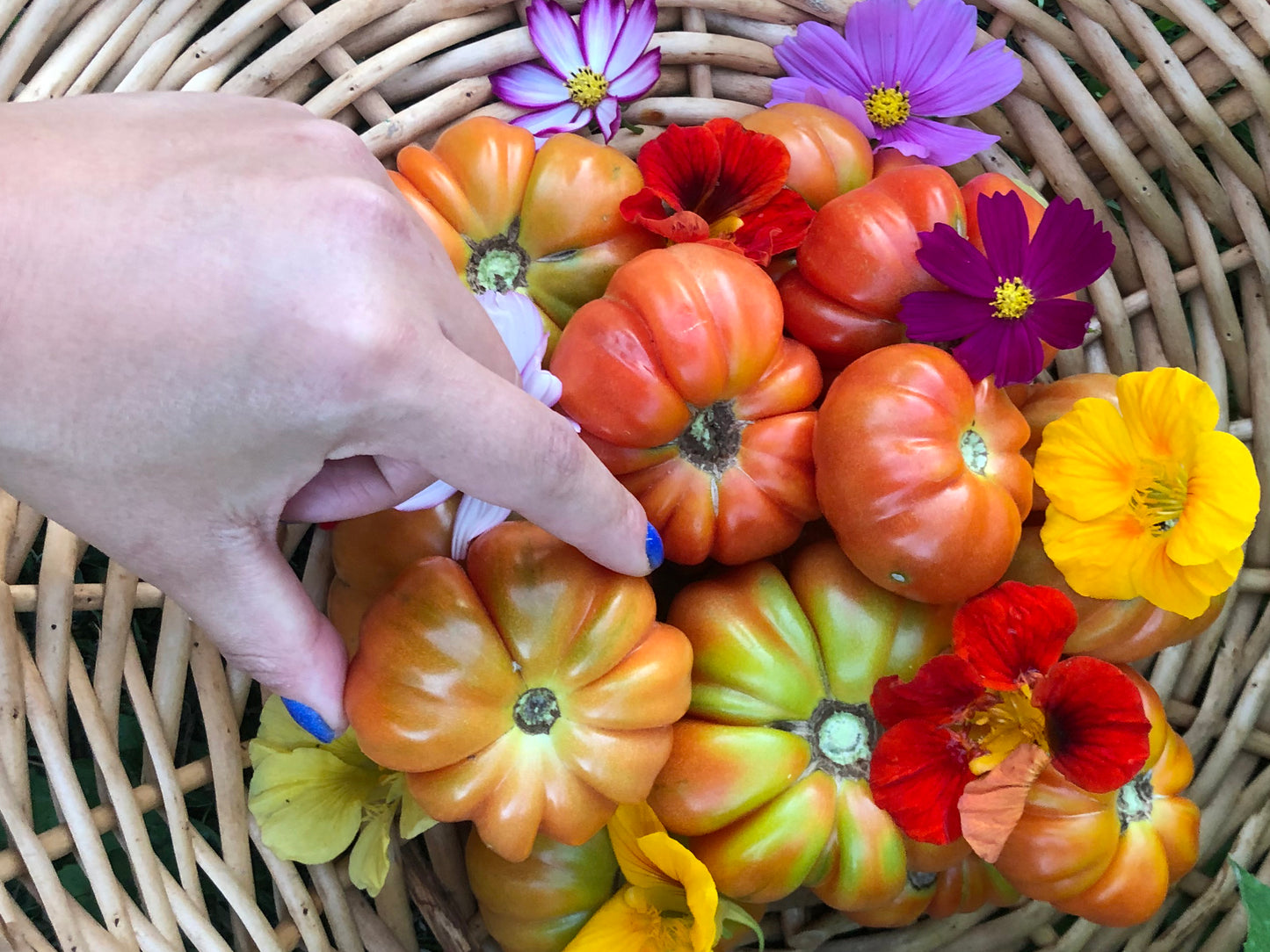 Paros Fluted Greek Tomato