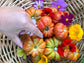 Paros Fluted Greek Tomato