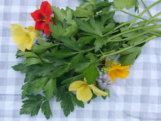 Italian Flat Leaf Parsley Herb Seeds