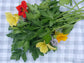 Italian Flat Leaf Parsley Herb Seeds