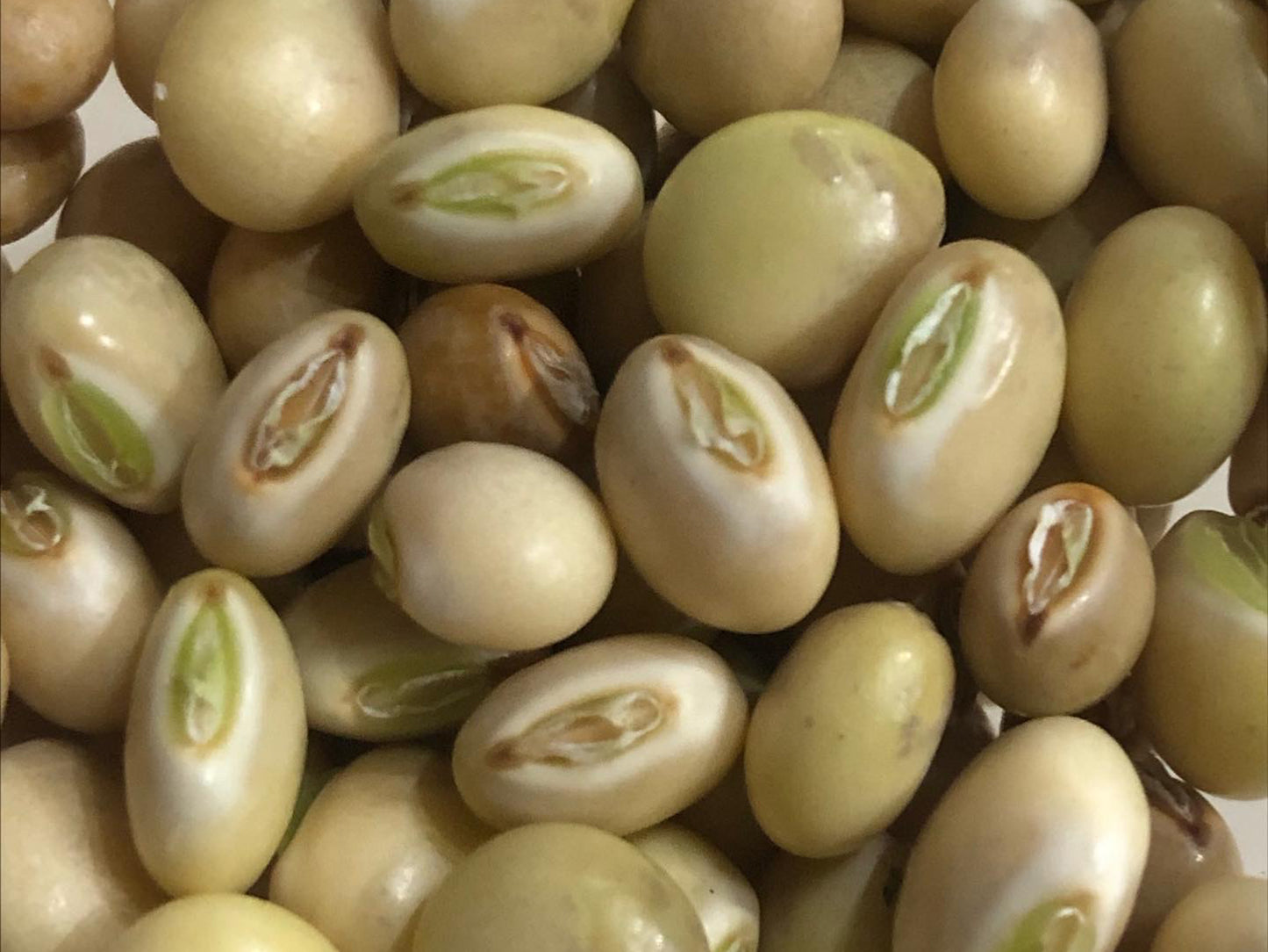 Pigeon Peas aka Guandules Seeds