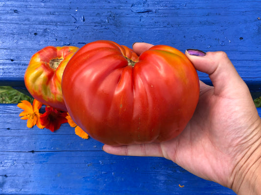 Pomodoro Cuore Antico di Acqui Terme Tomato