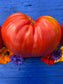 Pomodoro Cuore Antico di Acqui Terme Tomato