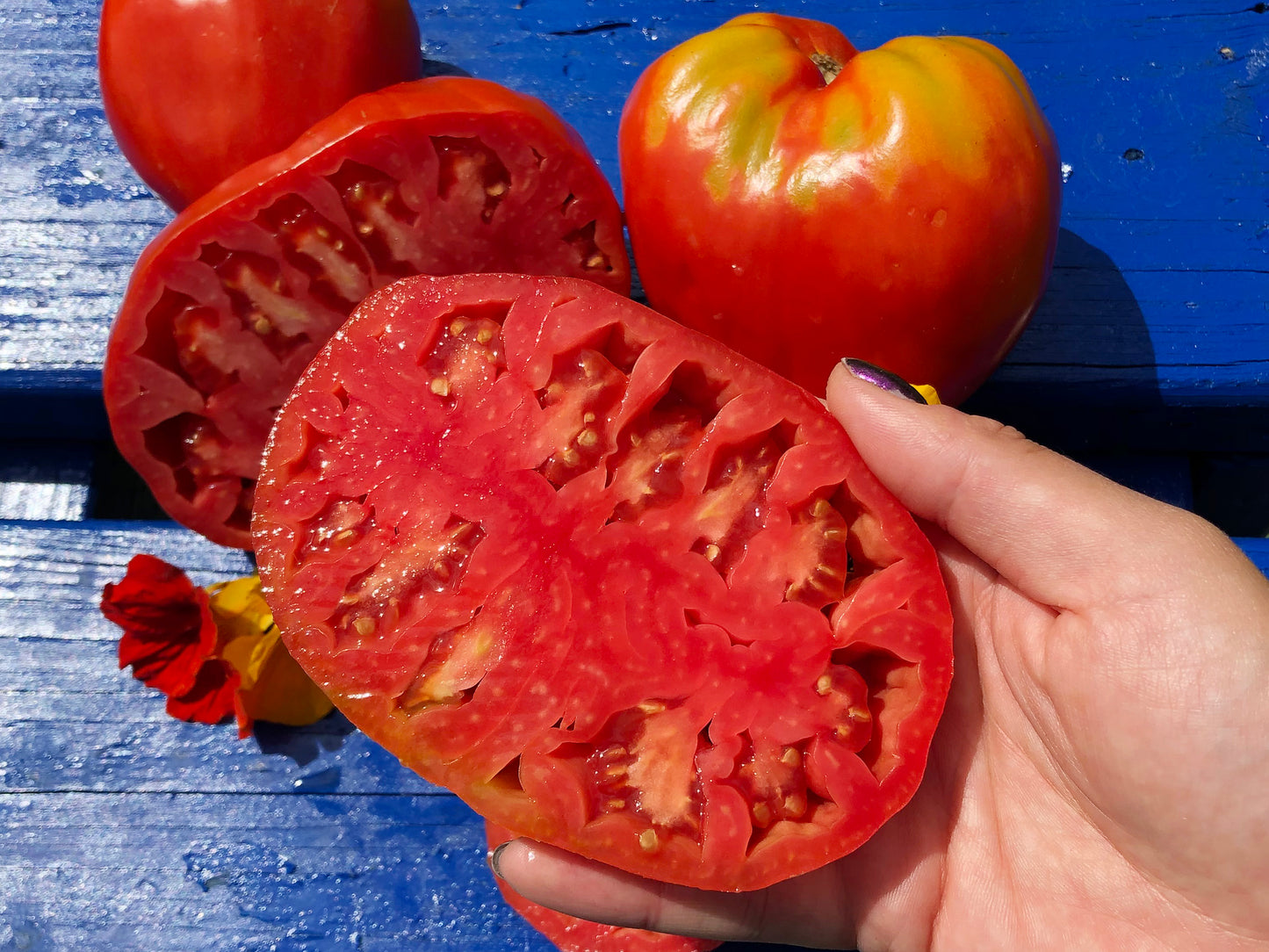Pomodoro Cuore Antico di Acqui Terme Tomato