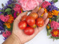 Principe Borghese Cherry Tomato Seeds