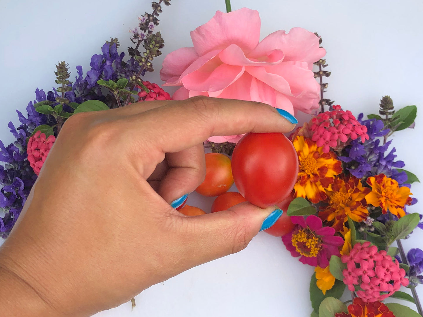 Principe Borghese Cherry Tomato Seeds