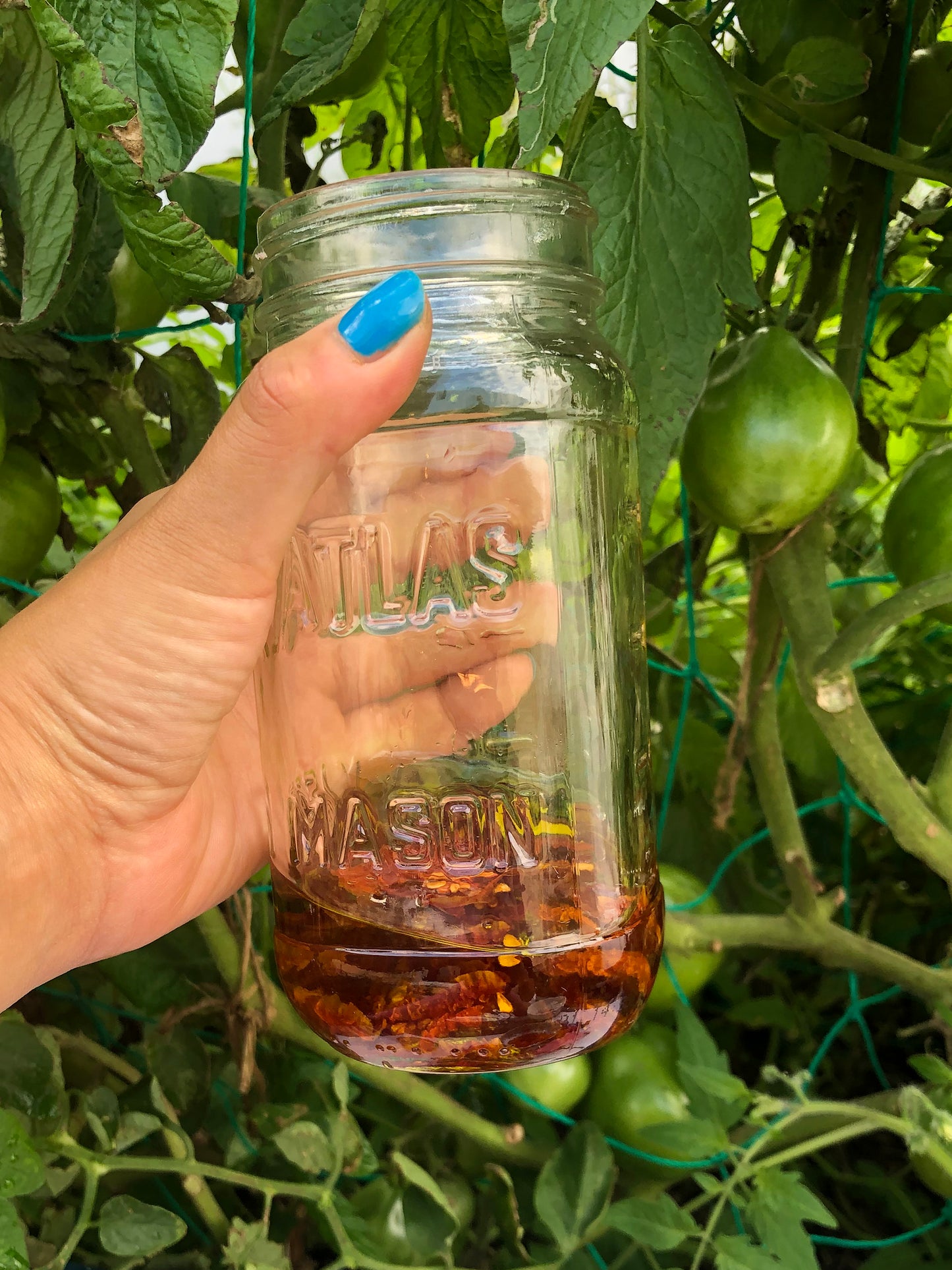 Principe Borghese Cherry Tomato Seeds