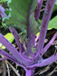 Purple Vienna Kohlrabi Seeds