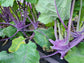 Purple Vienna Kohlrabi Seeds