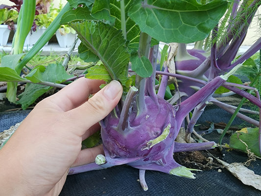 Purple Vienna Kohlrabi Seeds